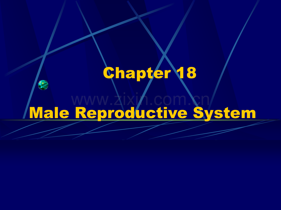 e18.Male-Reproductive-System男性生殖系统(ppt文档).ppt_第2页