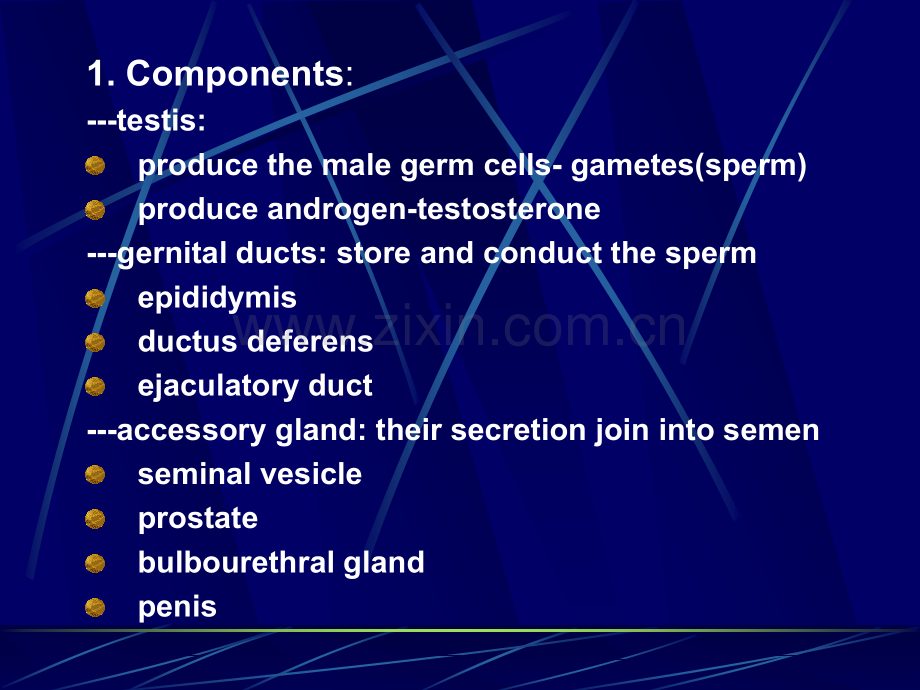 e18.Male-Reproductive-System男性生殖系统(ppt文档).ppt_第3页