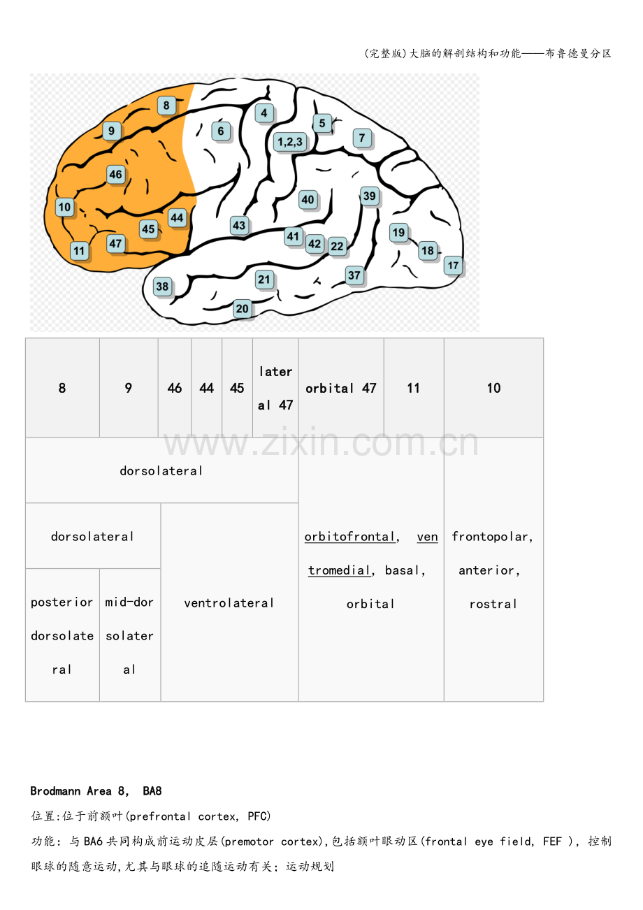 大脑的解剖结构和功能——布鲁德曼分区.doc_第2页