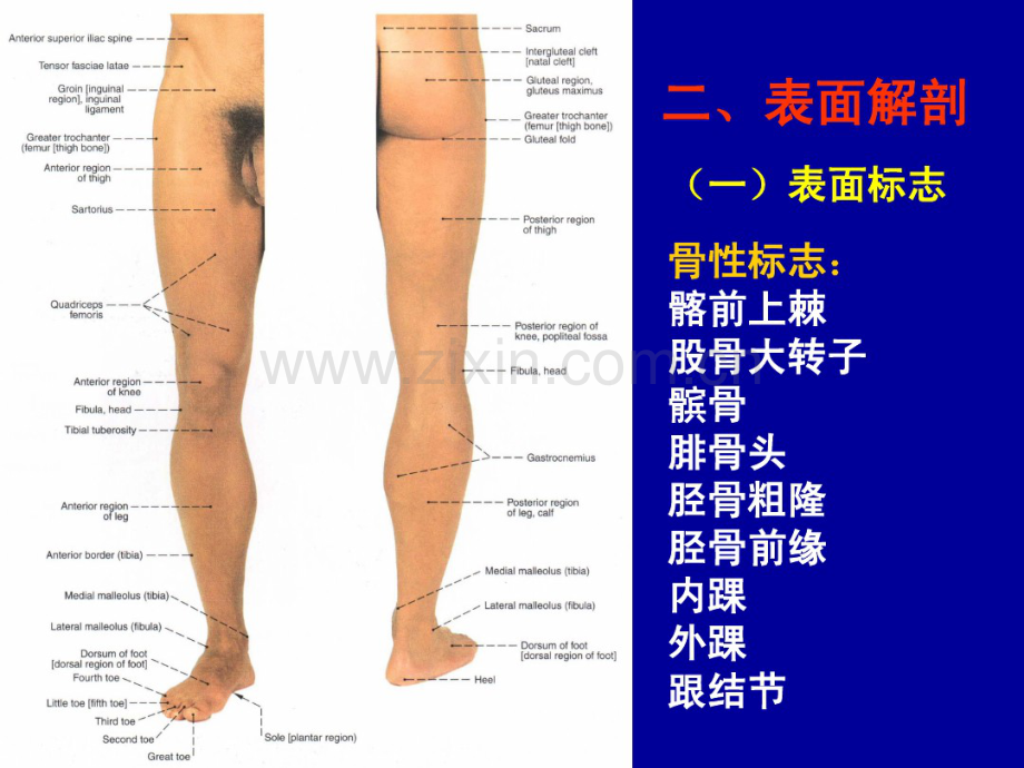 下肢小总结.pdf_第2页