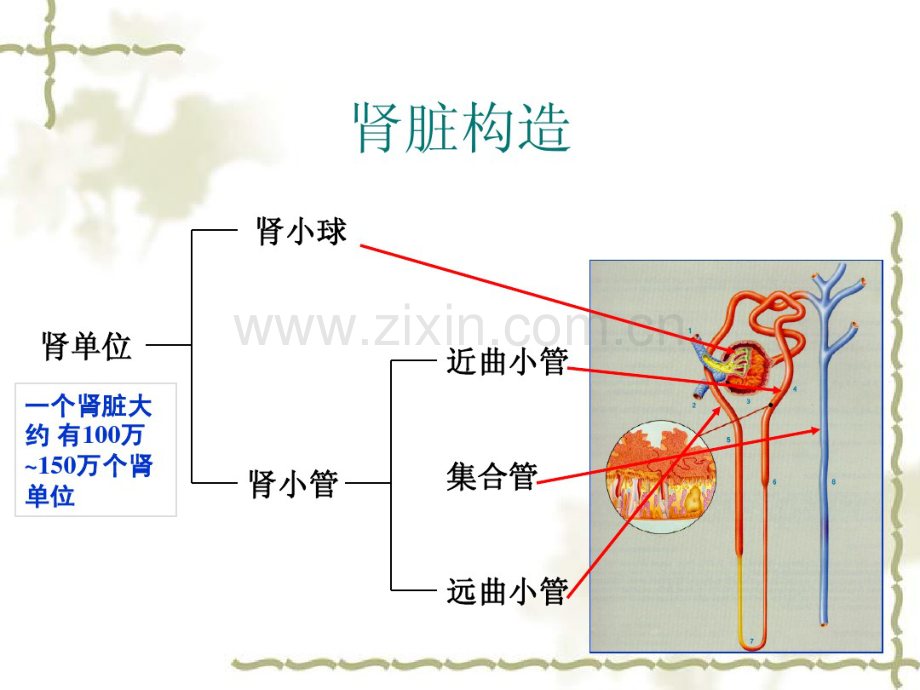 尿液有形成分及尿分析仪基础理论.pdf_第3页