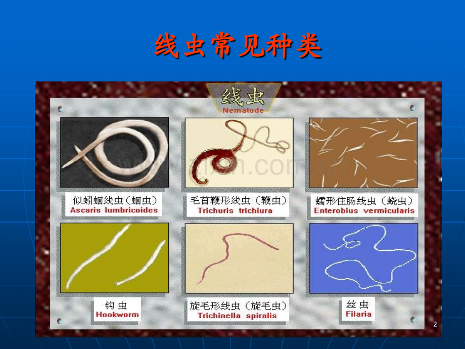 15-16-17-实验动物常见线虫.ppt_第2页