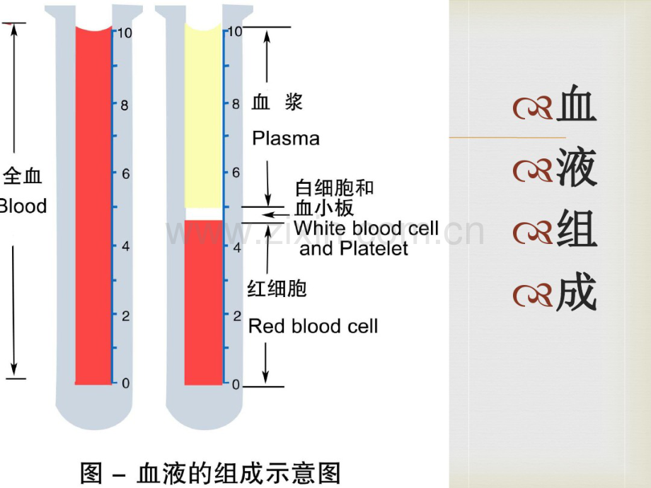 妊娠合并贫血诊断与治疗.pdf_第3页