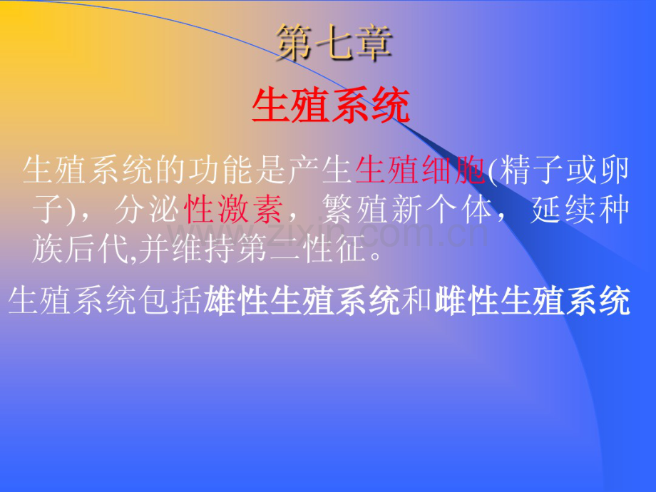 生殖系统.pdf_第2页