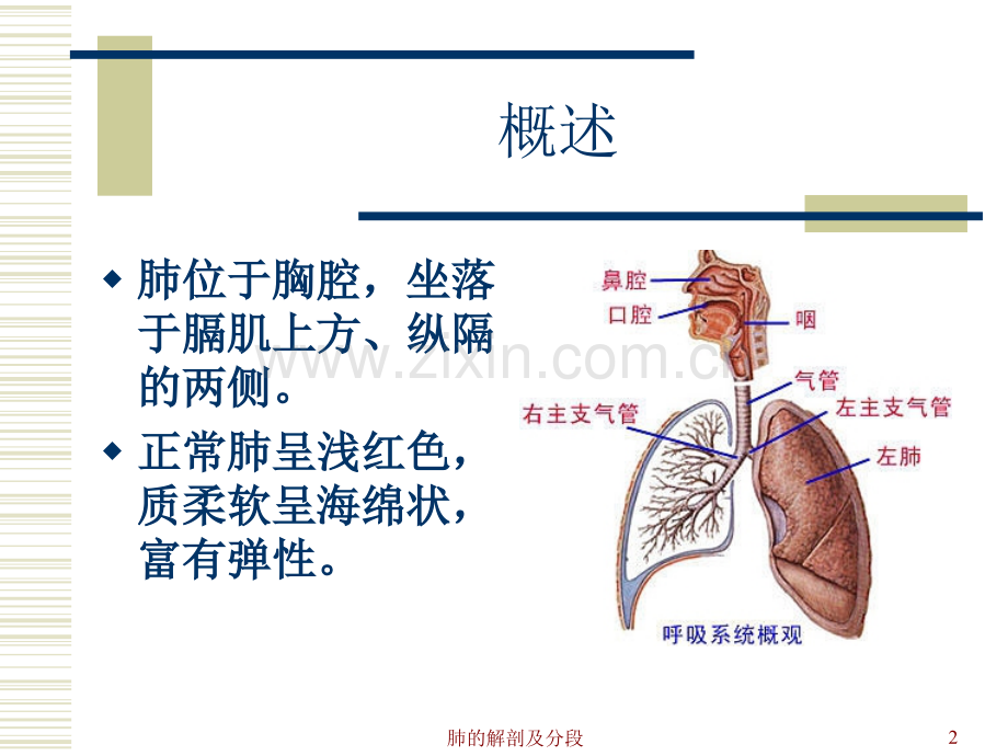 肺脏解剖及分段.ppt_第2页