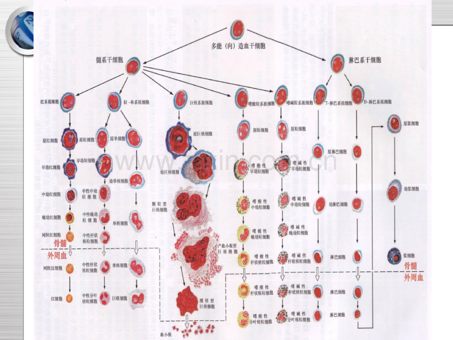 外周血细胞形态检验.pdf_第2页