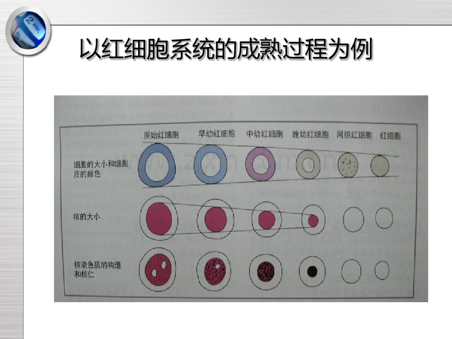 外周血细胞形态检验.pdf_第3页