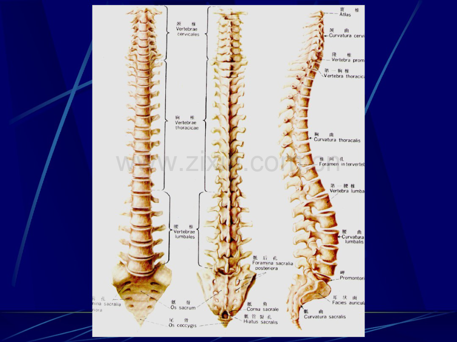 脊柱基本影像解剖.pdf_第2页
