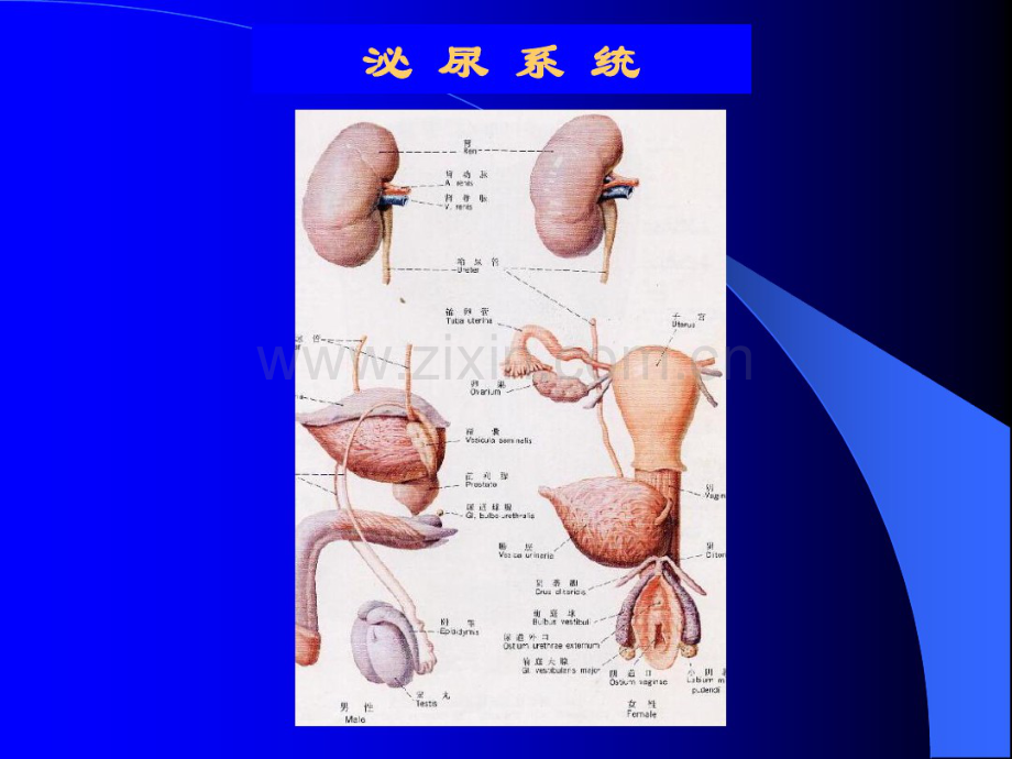 尿液检查的临床意义与诊断.pdf_第2页