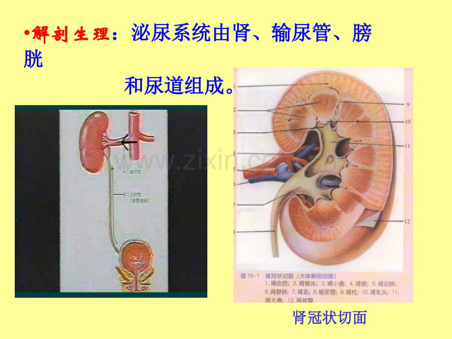 病理学第八章泌尿系统疾病.ppt_第2页