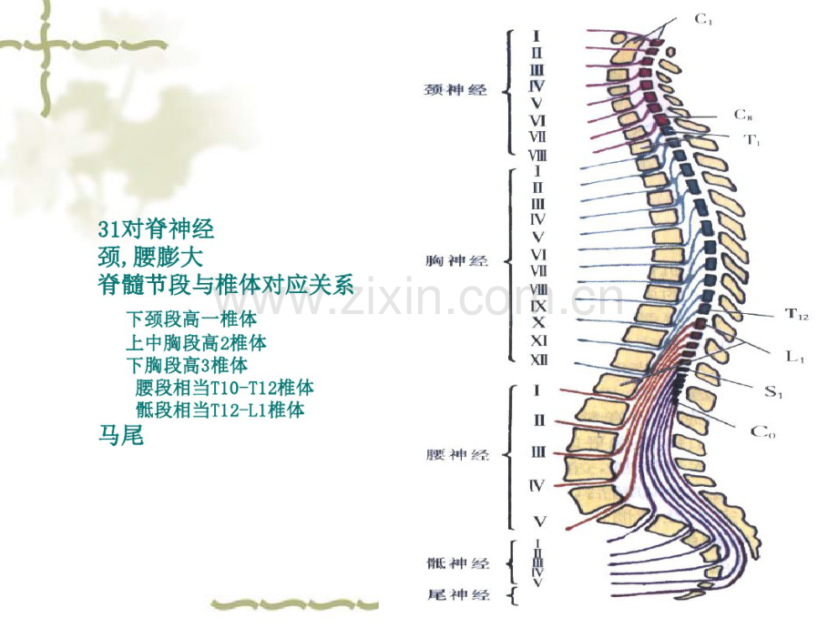 脊髓血管病(1).pdf_第2页