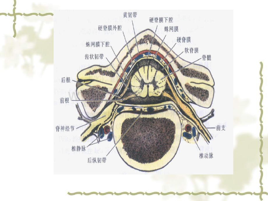 脊髓血管病(1).pdf_第3页