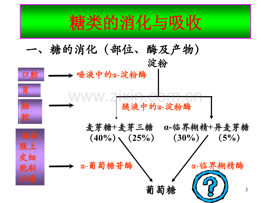 1第10章-糖类代谢-2010.ppt_第3页