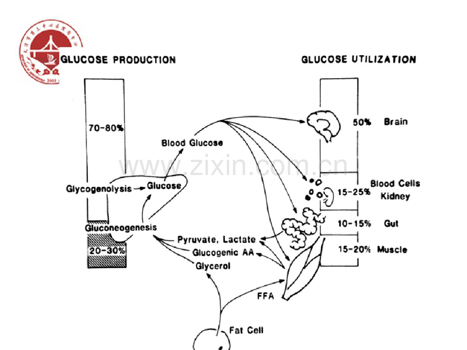 SGLT2类降糖药物.pdf_第3页