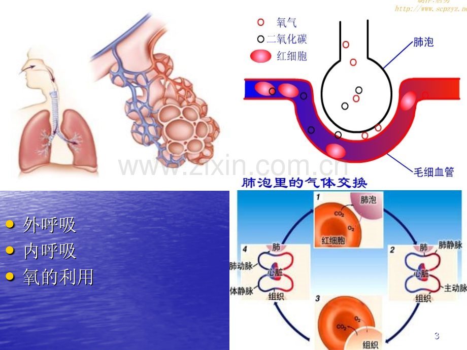 2008-12-17肺功能.ppt_第3页