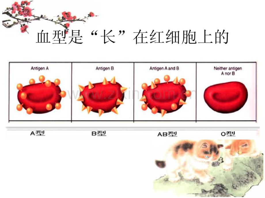 Rh阴性血型有关知识-(3).pdf_第3页