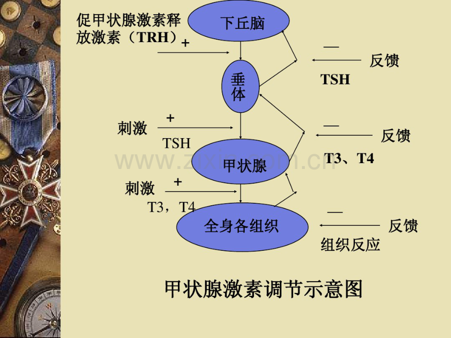 发光检查项目与疾病介绍.pdf_第3页