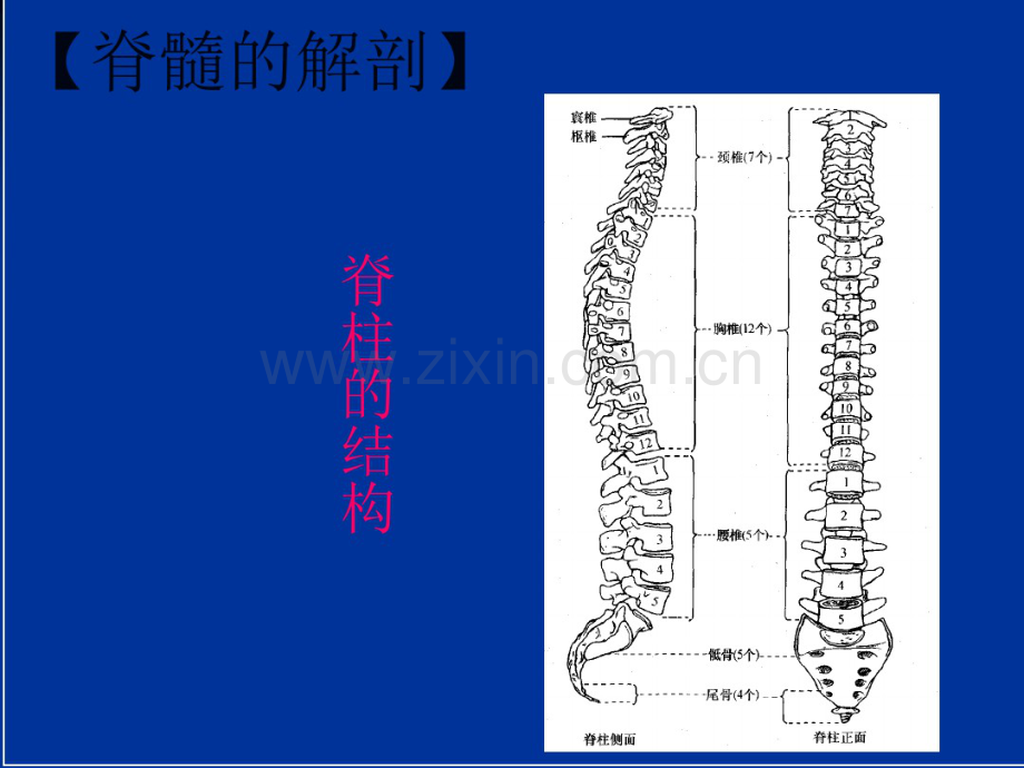 脊髓损伤的感觉评定.pdf_第3页