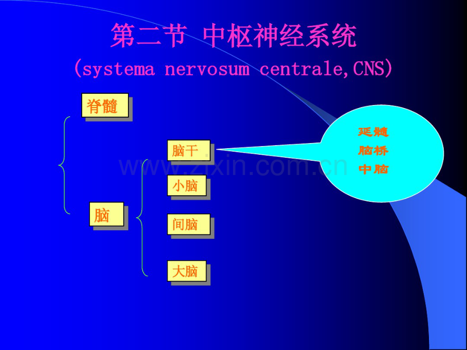 sjxt中枢神经系统-(2).pdf_第1页