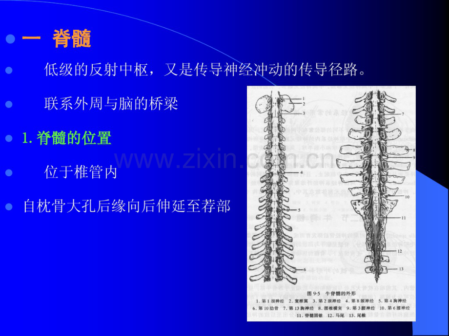 sjxt中枢神经系统-(2).pdf_第2页