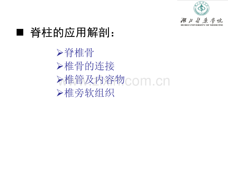 脊柱断面解剖学.ppt_第3页