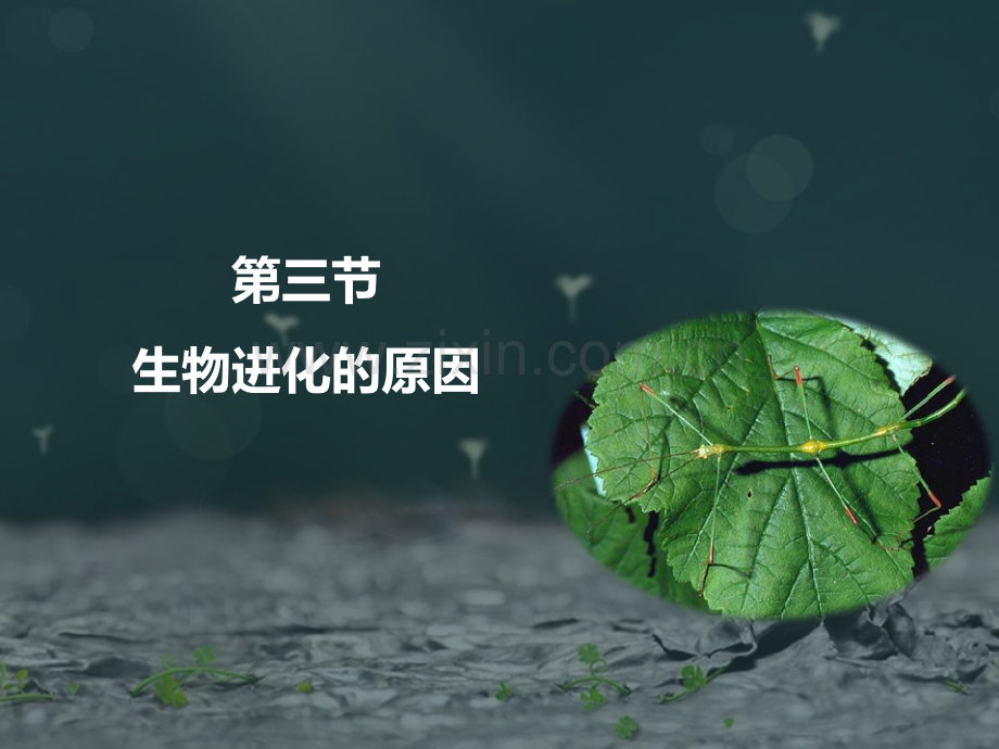 《生物进化的原因》课件.ppt_第1页