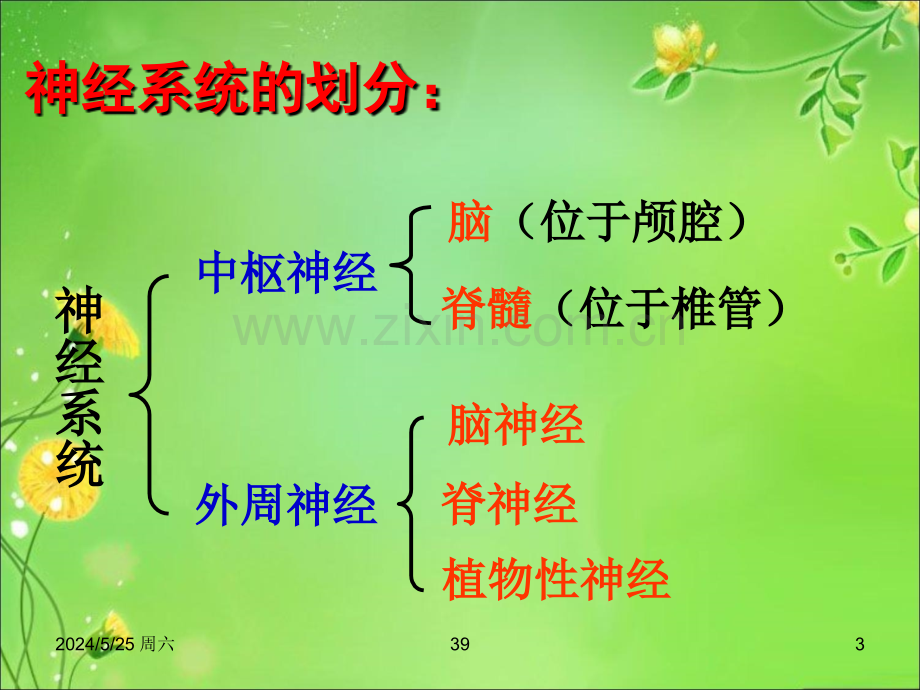 神经系统解剖定位(鲜活图片)2015(医学PPT课件).ppt_第3页