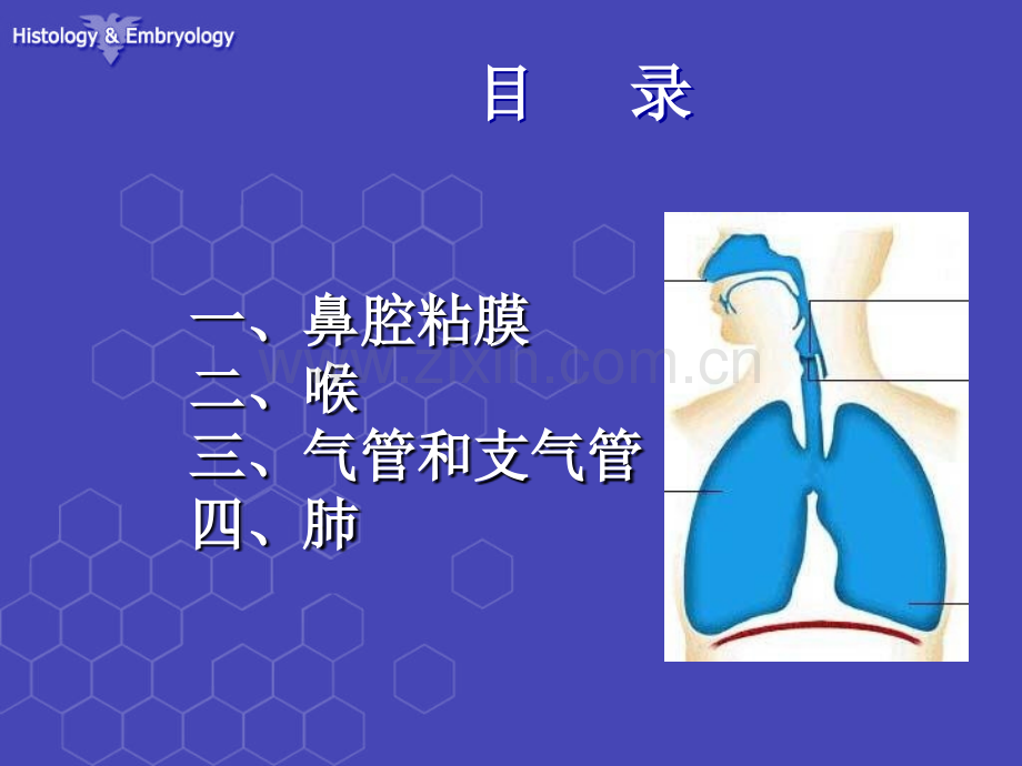呼吸系统组织结构医学课件ppt.ppt_第1页
