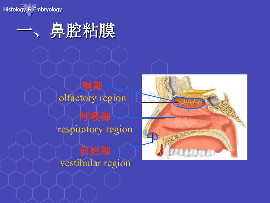 呼吸系统组织结构医学课件ppt.ppt_第2页