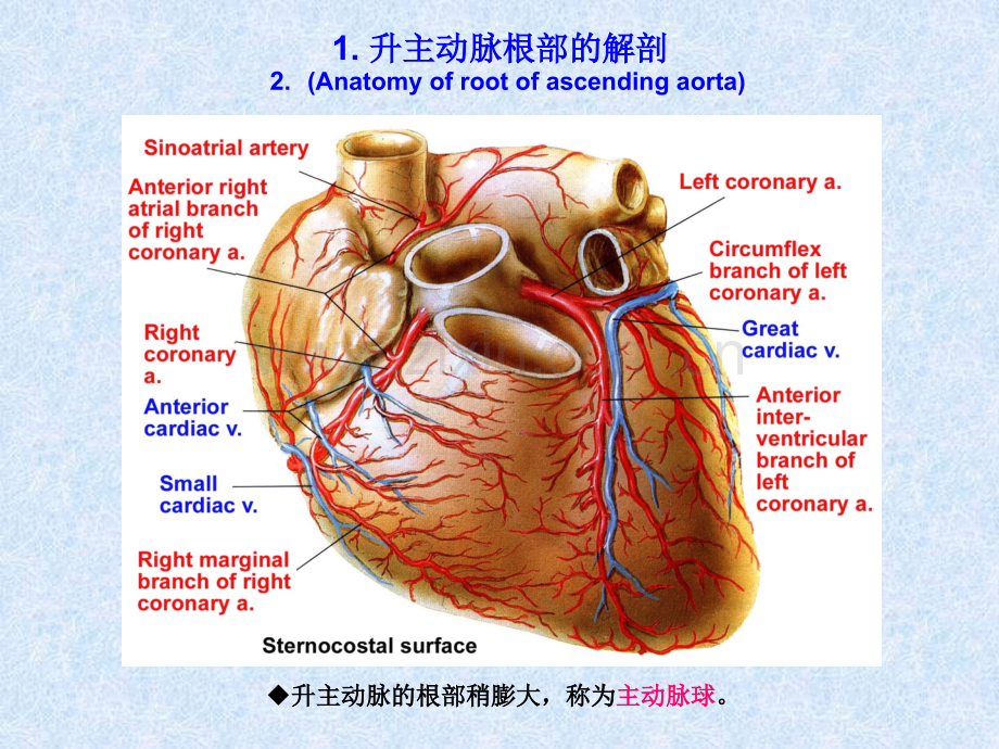 8.心和大血管影像的解剖学基础.ppt_第2页