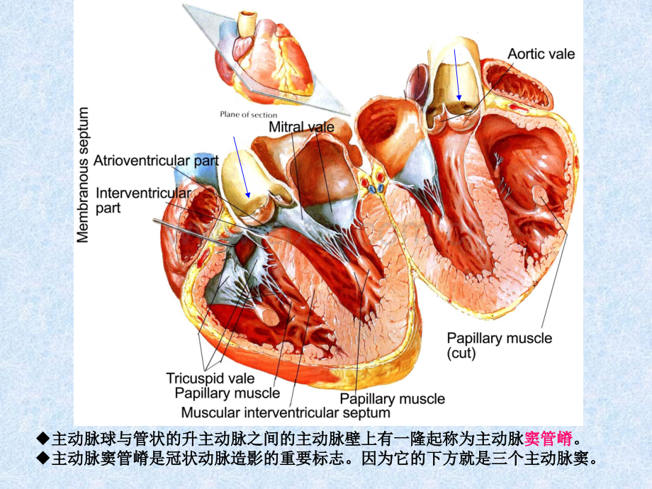 8.心和大血管影像的解剖学基础.ppt_第3页