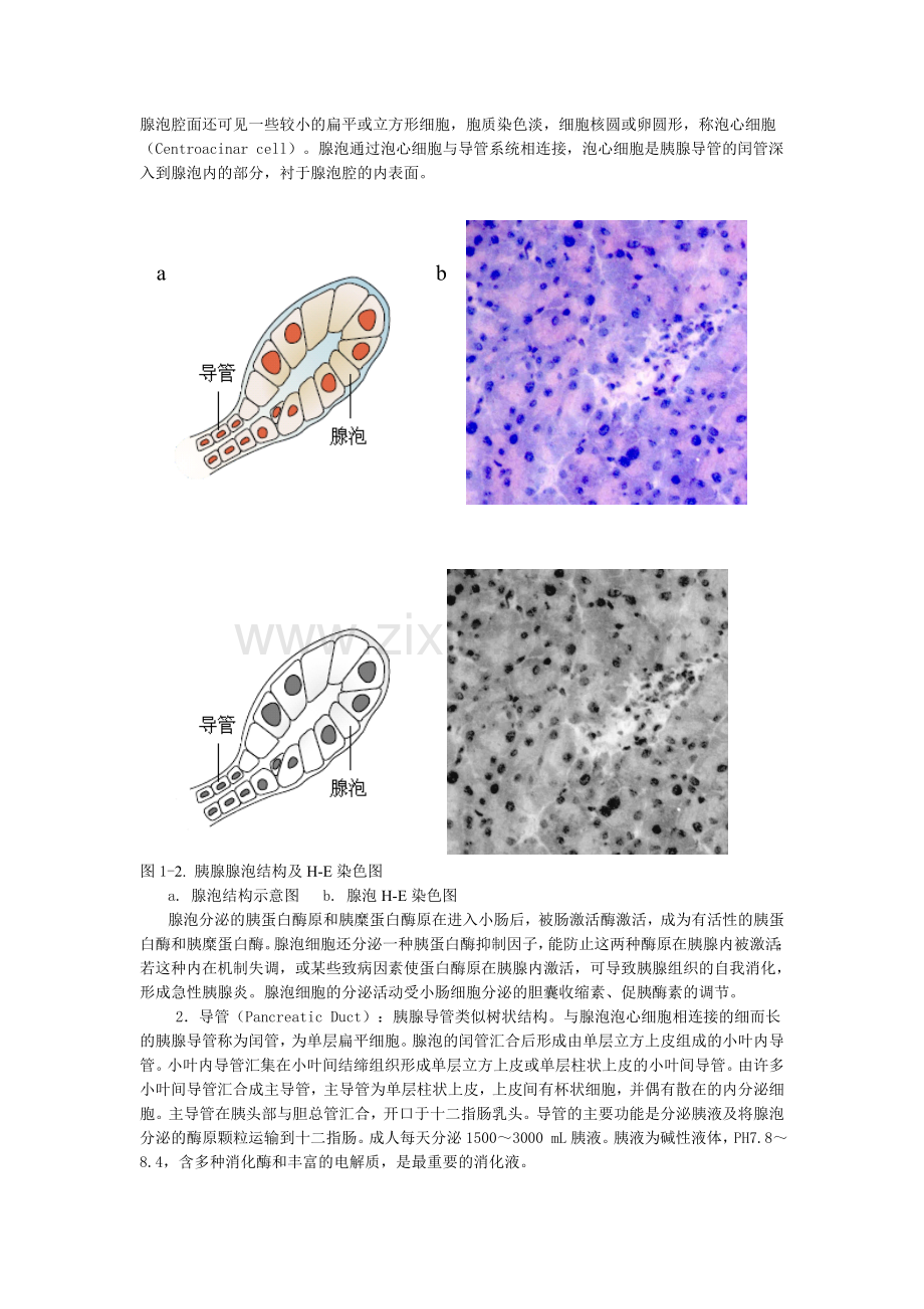 第一章胰腺的基本结构和功能.doc_第3页