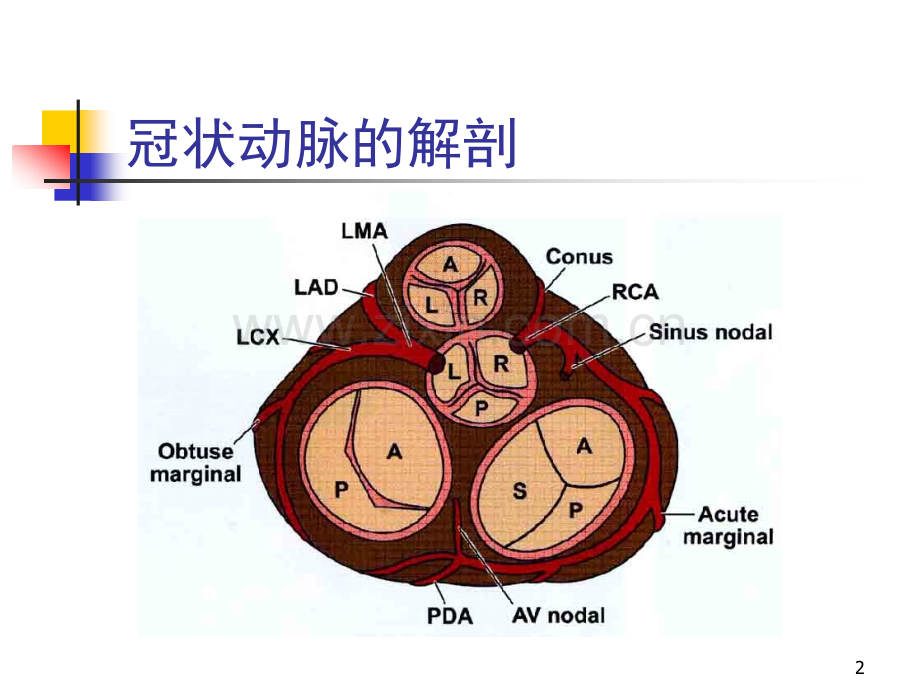 AMI的心电图应用.ppt_第2页