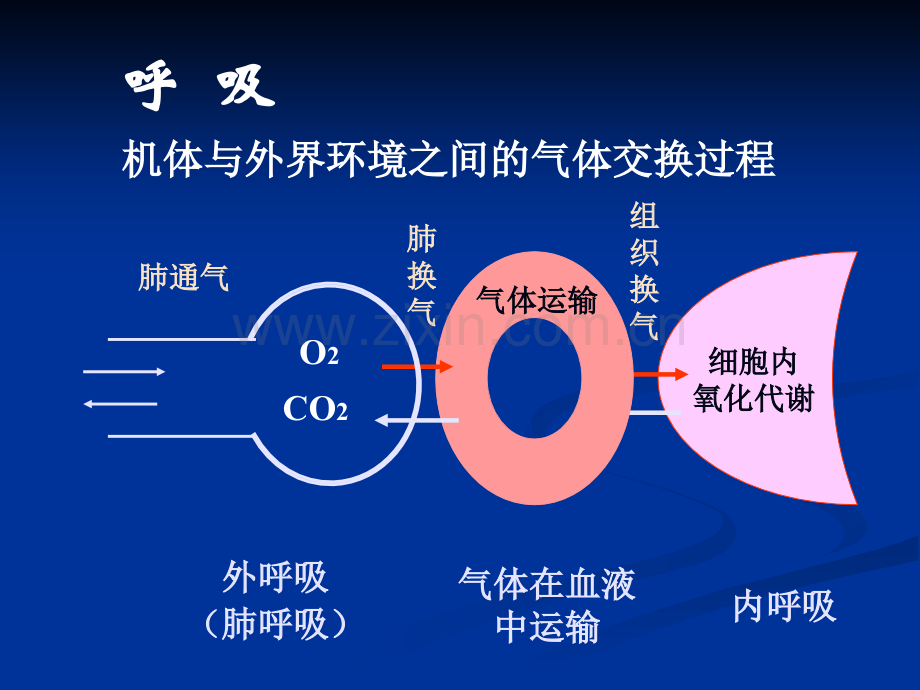 呼吸系统生理-(1).ppt_第2页