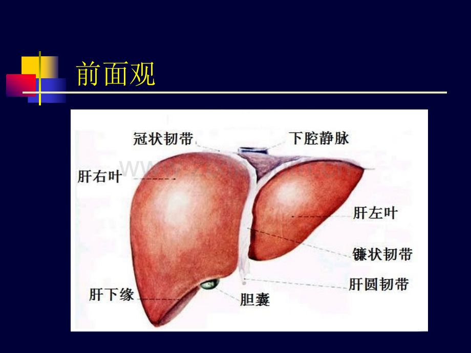 肝脏的超声诊断.ppt_第3页