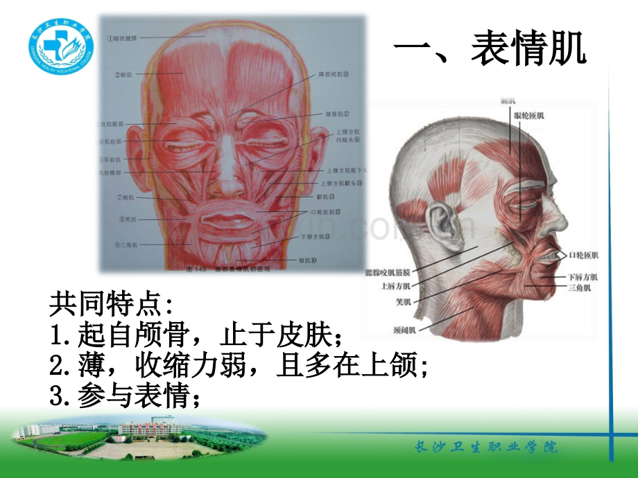 颌面部肌肉.ppt_第2页