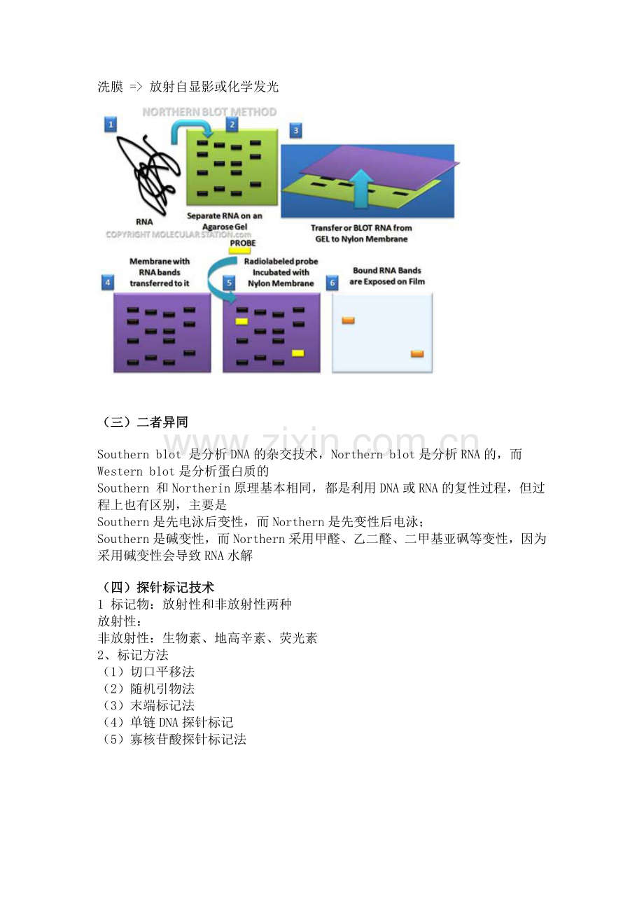 Sourthernblot和Northernblot原理.doc_第2页