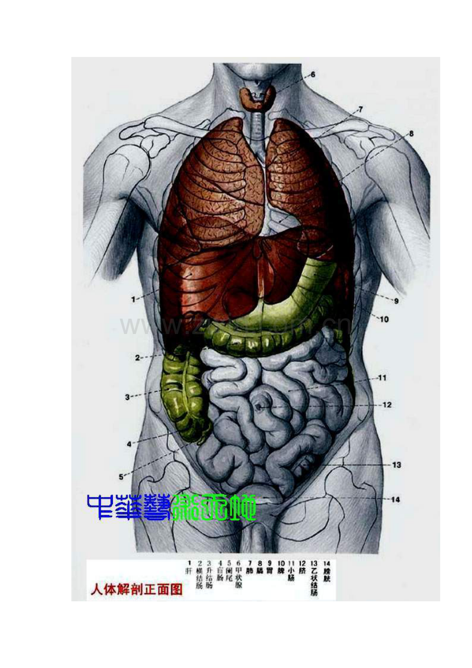 人体内脏结构图（医学图谱）-.doc_第2页