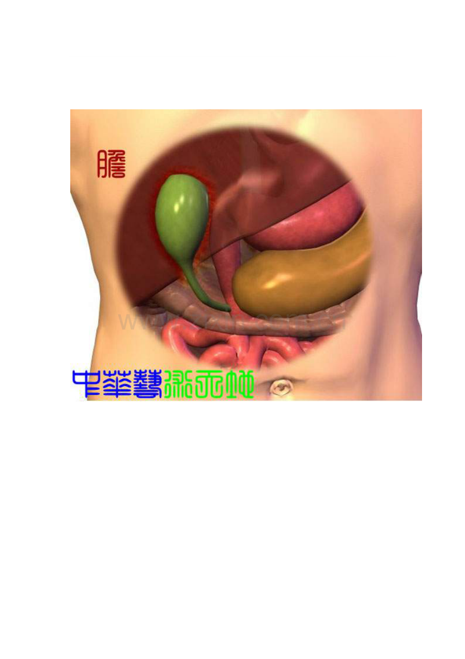 人体内脏结构图（医学图谱）-.doc_第3页