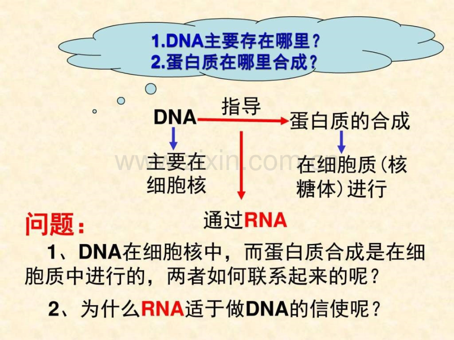 ...基因的表达第一节基因指导蛋白质的合成课_第3页