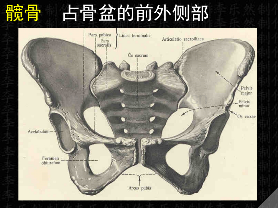 下肢骨及连接.ppt_第2页