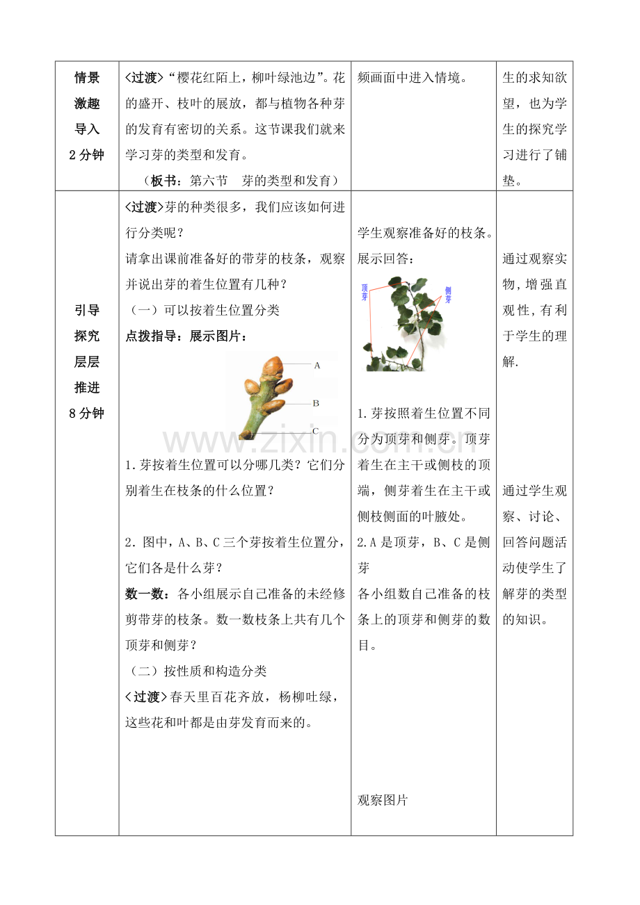 芽的类型和发育.doc_第2页