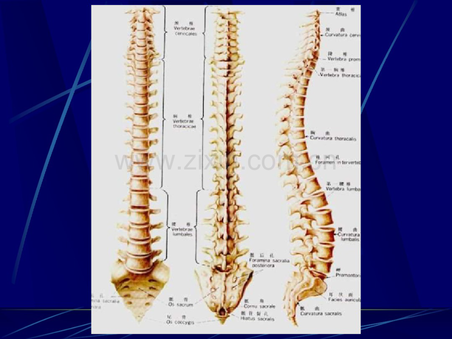 脊柱影像解剖-(2).pdf_第2页