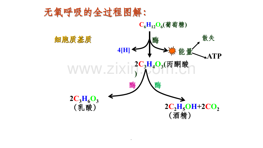 无氧呼吸以及影响细胞呼吸的因素--上课.ppt_第3页