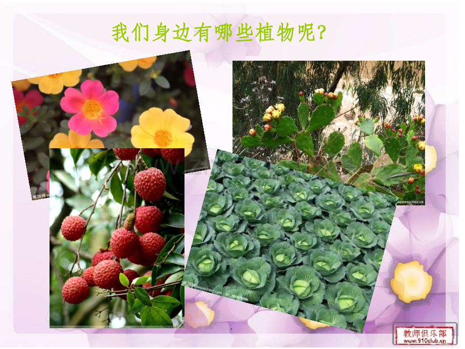 三年级作文--第二讲-学写一种植物.ppt_第2页