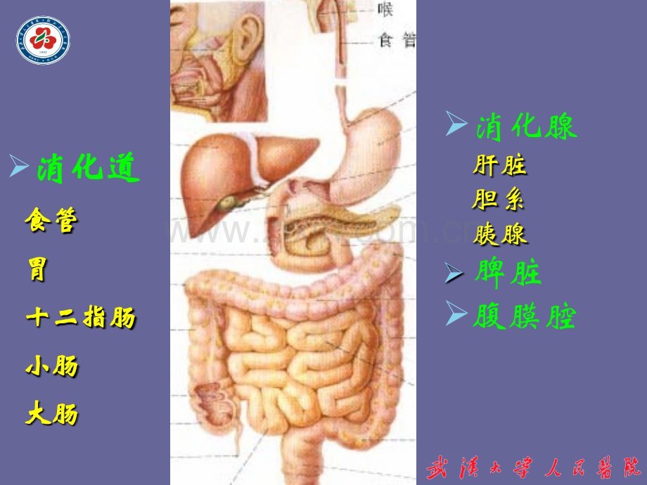 5年制消化系统与腹膜腔医学PPT课件.ppt_第2页