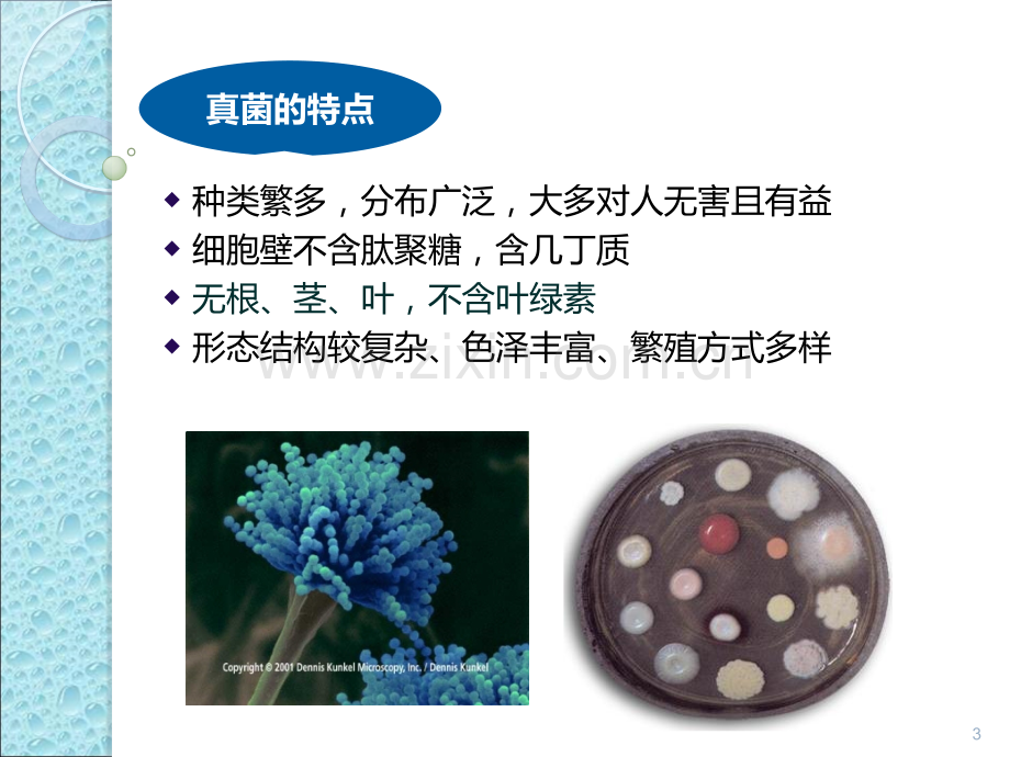 真菌的形态与结构ppt课件.ppt_第3页