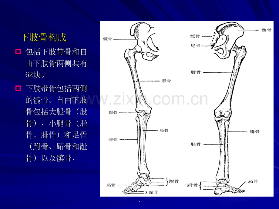 解剖学下肢骨.ppt_第2页