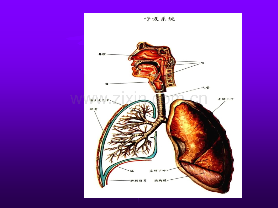 内科-呼吸衰竭.ppt_第2页