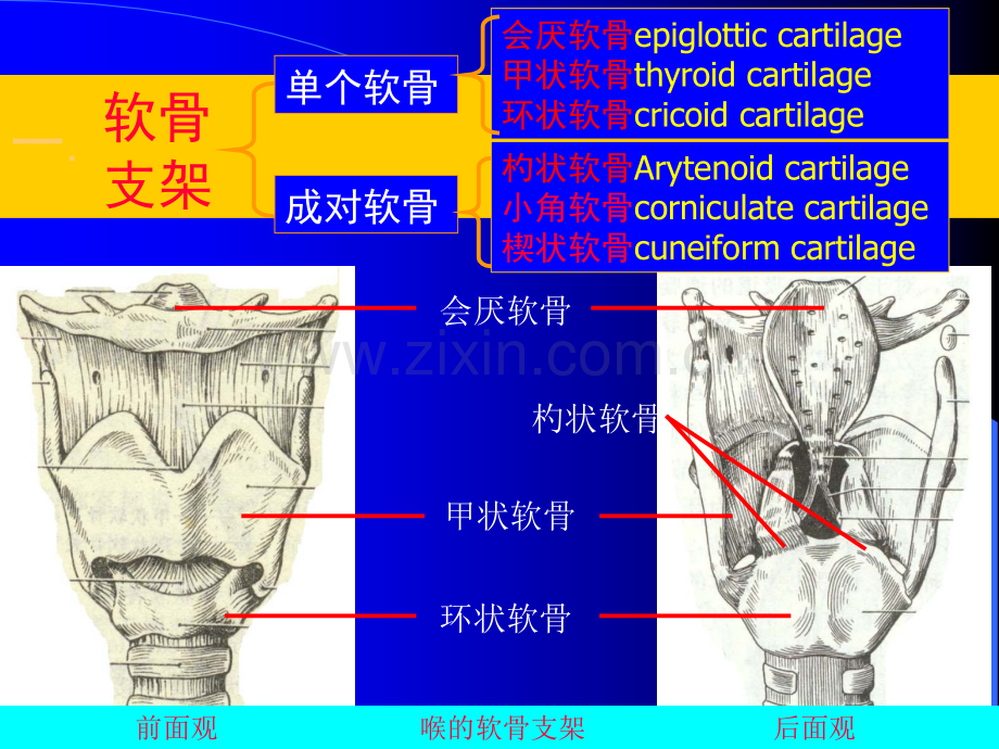 8-喉解剖急性会厌炎急慢性喉炎医学PPT课件.ppt_第3页